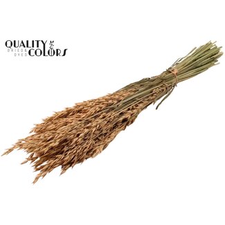 QC Gedroogde Haver | Kleur: Frosted Zalmkleurig | Avena Droogbloemen | Lengte ± 60 centimeter | Gewicht 250 gram | Per bos