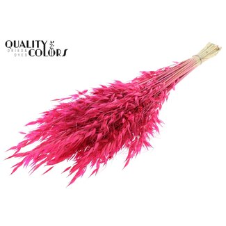 QC Dried Wild Oats | Colour: Cherry-coloured | Wild Avena Dried Flowers | Length ± 70 centimetres | Weight 100 grams | Per bunch