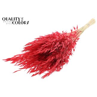 QC Gedroogde Wilde Haver | Kleur: Rood | Wilde Avena Droogbloemen | Lengte ± 70 centimeter | Gewicht 100 gram | Per bos