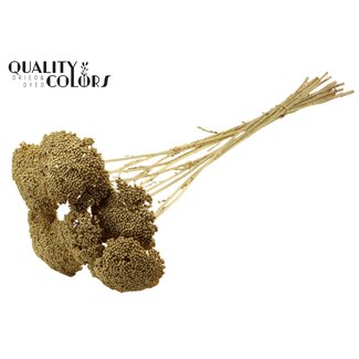 QC Getrocknete Schafgarbe | Farbe: Goldfarben | Achillea Trockenblumen | Durchmesser ± 2 - 4 Zentimeter | Länge ± 60 Zentimeter | 15 Stiele pro Bund | Pro Bund
