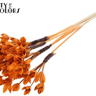 QC Bakuli am Stiel | Farbe: Orange | Bucheckern Samenkapsel Einstecker | Länge ± 50 Zentimeter | 10 Einstecker pro Bund