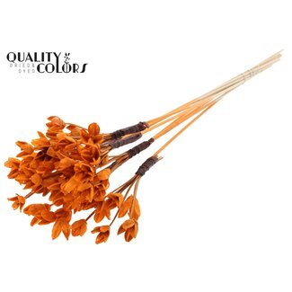QC Bakuli op stok | Kleur: Oranje | Beukennoot Zaaddoos Bijsteker | Lengte ± 50 centimeter | 10 bijstekers per bos