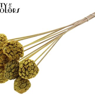 QC Fruit Atta Blanchi sur tige | Couleur : Jaune | Pomme-cannelle Piquet | Longueur ± 50 centimètres | 10 piquets par bouquet