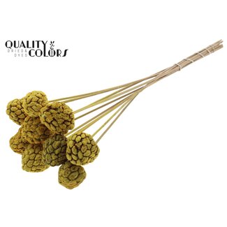 QC Gebleekt Atta Fruit op stok | Kleur: Geel | Custardappel Bijsteker | Lengte ± 50 centimeter | 10 bijstekers per bos