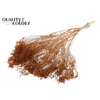 QC Gedroogde Broom Bloom | Kleur: Terracotta | Brem Droogbloemen | Lengte ± 50 centimeter | Gewicht 100 gram | Per bos