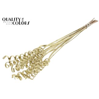QC Palm Spiral on Stem | Colour: Gold | Cane Cone Plant Stake | Stake Length ± 50 centimetres | Per 10 stakes