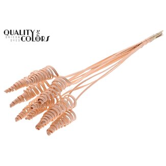 QC Palm Spiral on Stem | Colour: Apricot | Cane Cone Plant Stake | Stake Length ± 50 centimetres | Per 10 stakes