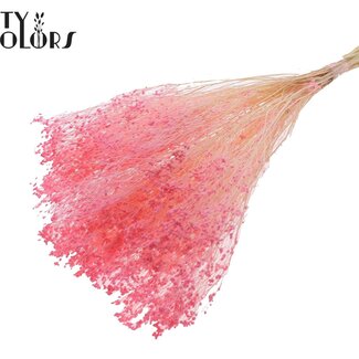 QC Gebleekte Gedroogde Broom Bloom | Kleur: Roze | Brem Droogbloemen | Lengte ± 50 centimeter | Gewicht 100 gram | Per bos