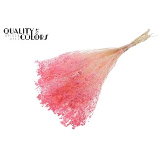 QC Gebleichte Getrocknete Besenblume | Farbe: Rosa | Besen Trockenblumen | Länge ± 50 Zentimeter | Gewicht 100 Gramm | Pro Bund