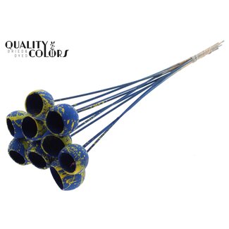 QC Gedroogde Bellgums | Kleur: Gespetterd Blauw Geel | Bell Cup Bijsteker | Lengte ± 50 centimeter | 10 bijstekers per bos