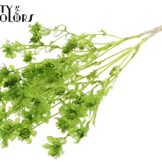 QC Gedroogde Gebleekte Carthamus | Kleur: Lichtgroen | Saffloer of Bidens Droogbloemen | Lengte ± 70 centimeter | Per bos