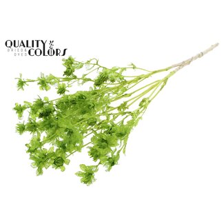 QC Gedroogde Gebleekte Carthamus | Kleur: Lichtgroen | Saffloer of Bidens Droogbloemen | Lengte ± 70 centimeter | Per bos