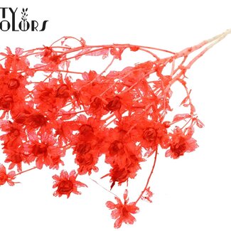 QC Gedroogde Gebleekte Carthamus | Kleur: Koraalkleurig | Saffloer of Bidens Droogbloemen | Lengte ± 70 centimeter | Per bos