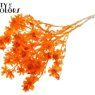 QC Gedroogde Gebleekte Carthamus | Kleur: Oranje | Saffloer of Bidens Droogbloemen | Lengte ± 70 centimeter | Per bos