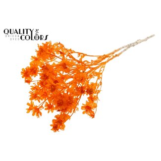 QC Gedroogde Gebleekte Carthamus | Kleur: Oranje | Saffloer of Bidens Droogbloemen | Lengte ± 70 centimeter | Per bos