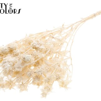 QC Gedroogde Gebleekte Carthamus | Saffloer of Bidens Droogbloemen | Lengte ± 70 centimeter | Per bos