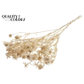 QC Dried Bleached Carthamus | Colour: Frosted White | Safflower or Bidens Dried Flowers | Length ± 70 centimetres | Per bunch