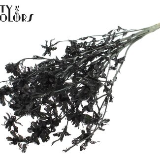 QC Dried Bleached Carthamus | Colour: Black | Safflower or Bidens Dried Flowers | Length ± 70 centimetres | Per bunch