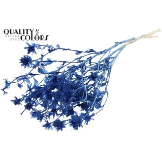 QC Dried Bleached Carthamus | Colour: Blue | Safflower or Bidens Dried Flowers | Length ± 70 centimetres | Per bunch