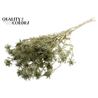 QC Gedroogde Gebleekte Carthamus | Kleur: Olijfgroen | Saffloer of Bidens Droogbloemen | Lengte ± 70 centimeter | Per bos