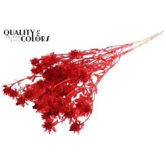 QC Dried Bleached Carthamus | Colour: Red | Safflower or Bidens Dried Flowers | Length ± 70 centimetres | Per bunch