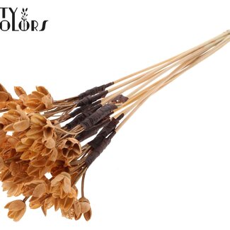 QC Bowls on Stick | Colour: Salmon | Beech Nut Seed Pod Pick | Length ± 50 centimetres | 10 picks per bunch