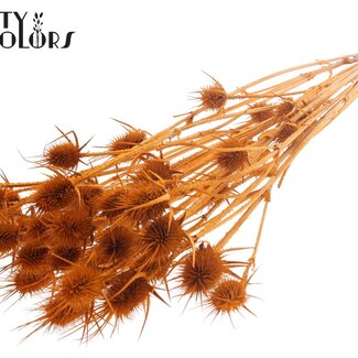 QC Chardons Cardistella Séchés Blanchis | Couleur : Rouge | Fleurs Séchées Cardi Stella | Longueur ± 55 centimètres | 10 tiges par bouquet | Par bouquet