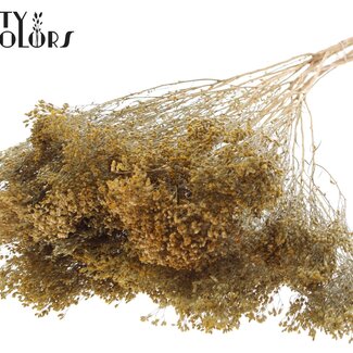 QC Gedroogde Broom Bloom | Kleur: Naturelle Geel | Brem Droogbloemen | Lengte ± 50 centimeter | Gewicht 100 gram | Per bos
