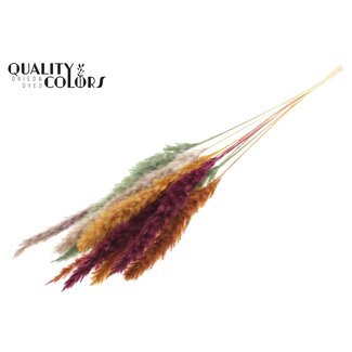 QC Dried Fluffy Pampas Plumes “Pumpkin Spice Mix” | Colour: Mixed Colours | Length ± 70 centimetres | 10 plumes per bunch | Per bunch