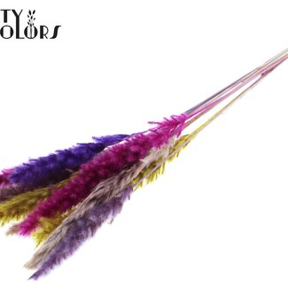 QC Dried Fluffy Pampas Plumes “Colourful 11” | Colour: Mixed Colours | Length ± 70 centimetres | 10 plumes per bunch | Per bunch
