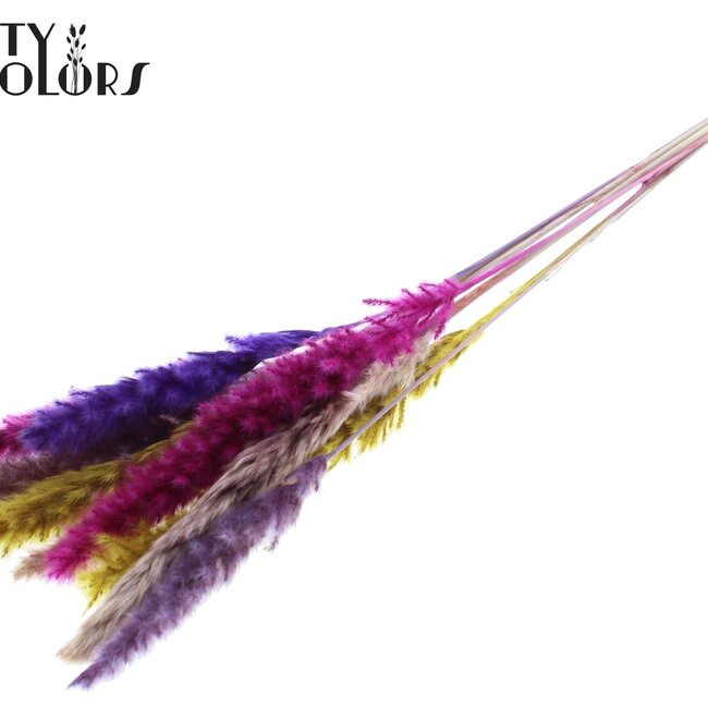Plumes de Pampas Séchées Fluffy “Coloré 11” | Couleur : Couleurs Mélangées | Longueur ± 70 centimètres | 10 plumes par bouquet | Par bouquet