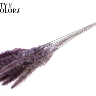 QC Dried Fluffy Pampas Plumes | Colour: Milka Purple | Length ± 70 centimetres | 10 plumes per bunch | Per bunch