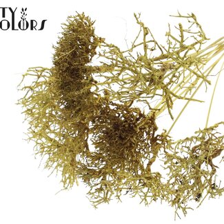 QC Dry Tree sur tige | Couleur : Jaune | Dry Tree Pique-fleurs | Longueur de la pique-fleurs ± 50 centimètres | 10 piques-fleurs par bouquet