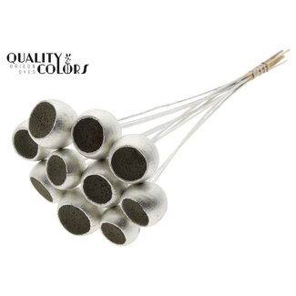 QC Dried Bellgums | Colour: Platinum | Bell Cup Pick | Length ± 50 centimetres | 10 picks per bunch