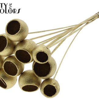 QC Bellgums séchés | Couleur : Doré | Bell Cup Pique-fleurs | Longueur ± 50 centimètres | 10 piques par bouquet