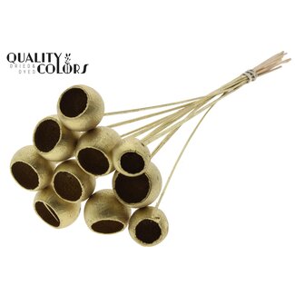 QC Gedroogde Bellgums | Kleur: Goudkleurig | Bell Cup Bijsteker | Lengte ± 50 centimeter | 10 bijstekers per bos