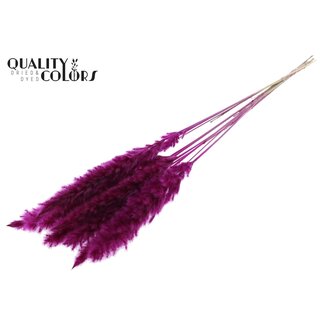 QC Gedroogde Fluffy Pampas Pluimen | Kleur: Lilakleurig | Lengte ± 70 centimeter | 10 pluimen per bos | Per bos