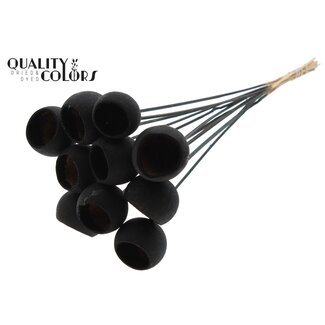 QC Gedroogde Bellgums | Kleur: Zwart | Bell Cup Bijsteker | Lengte ± 50 centimeter | 10 bijstekers per bos