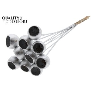 QC Dried Bellgums | Colour: Silver | Bell Cup Pick | Length ± 50 centimetres | 10 picks per bunch