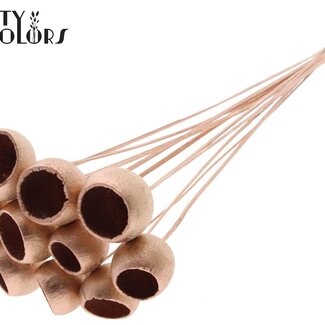 QC Bellgums séchées | Couleur : Cuivré | Bell Cup Piquet | Longueur ± 50 centimètres | 10 piquets par bouquet