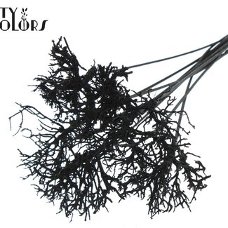 QC Dry Tree op stok | Kleur: Zwart | Dry Tree Bijsteker | Lengte bijsteker ± 50 centimeter | 10 bijstekers per bos
