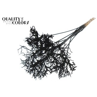 QC Dry Tree op stok | Kleur: Zwart | Dry Tree Bijsteker | Lengte bijsteker ± 50 centimeter | 10 bijstekers per bos