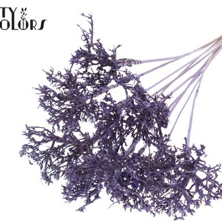 QC Arbre Sec sur tige | Couleur : Couleur Milka | Arbre Sec Piquet | Longueur du piquet ± 50 centimètres | 10 piquets par bouquet