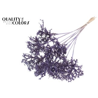 QC Dry Tree on stick | Colour: Milka-coloured | Dry Tree Insert Stick | Insert stick length ± 50 centimetres | 10 insert sticks per bunch