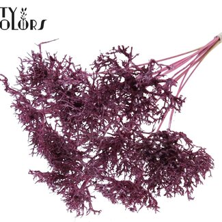 QC Dry Tree op stok | Kleur: Metallic Roze | Dry Tree Bijsteker | Lengte bijsteker ± 50 centimeter | 10 bijstekers per bos