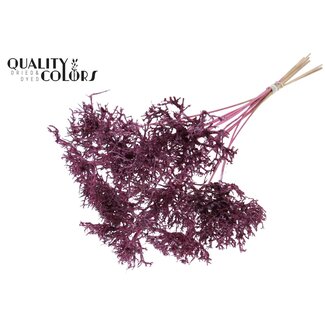 QC Dry Tree auf Stab | Farbe: Metallic Rosa | Dry Tree Einstecker | Länge Einstecker ± 50 Zentimeter | 10 Einstecker pro Bund