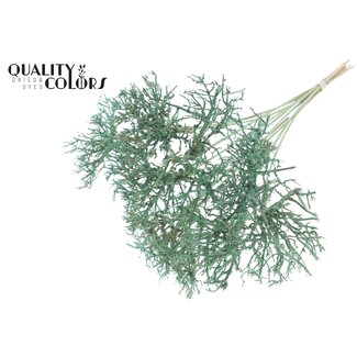 QC Dry Tree on stick | Colour: Mint green | Dry Tree Stick | Stick length ± 50 centimetres | 10 sticks per bunch
