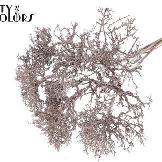 QC Dry Tree sur tige | Couleur : Champagne | Dry Tree Piquet | Longueur du piquet ± 50 centimètres | 10 piquets par bouquet