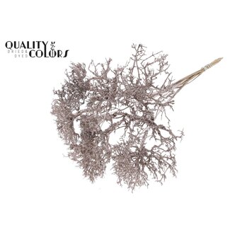 QC Dry Tree op stok | Kleur: Champagnekleurig | Dry Tree Bijsteker | Lengte bijsteker ± 50 centimeter | 10 bijstekers per bos