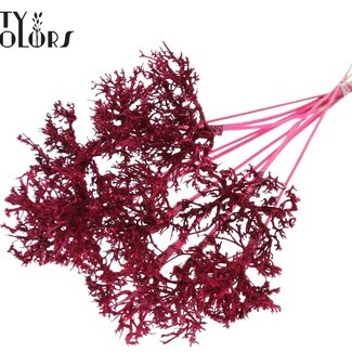 QC Dry Tree sur tige | Couleur : Cerise | Dry Tree Pique-fleurs | Longueur de la pique-fleurs ± 50 centimètres | 10 piques-fleurs par bouquet
